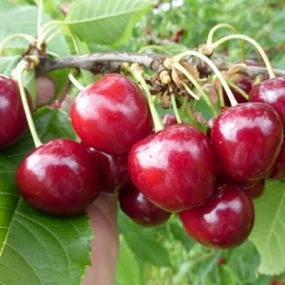 Вишня КОЛОННОВИДНАЯ  Вишня КОЛОННОВИДНАЯ в Владивостоке