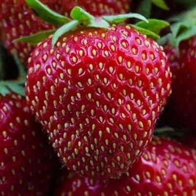 Клубника НАНДИ  Клубника НАНДИ в Владивостоке