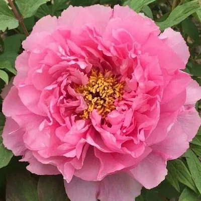 Пион РОЗОВЫЙ ЛОТОС древовидный в Владивостоке