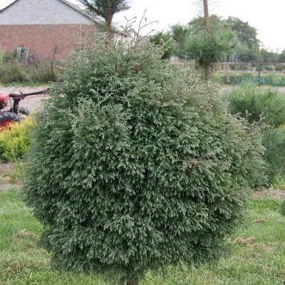 Туя вересковидная  Туя вересковидная в Владивостоке