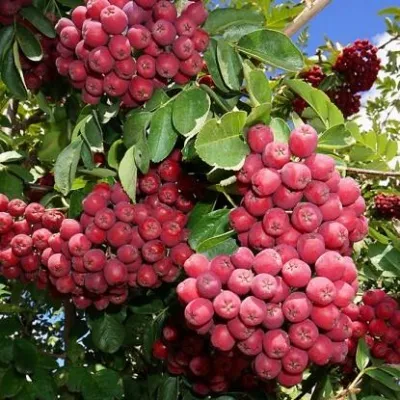 Рябина ГРАНАТНАЯ сладкоплодная — описание сорта Рябина ГРАНАТНАЯ сладкоплодная в Владивостоке