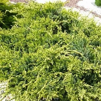 Можжевельник ГОЛД СТАР средний в Владивостоке