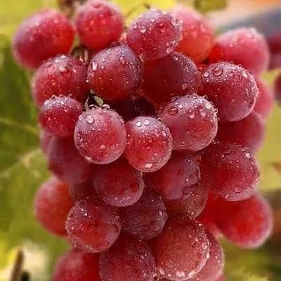 Ранние сорта  Ранние сорта в Владивостоке