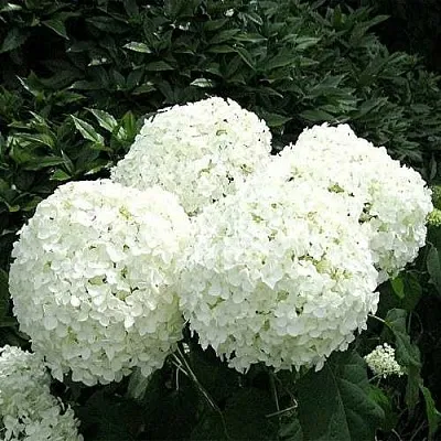 Гортензия АННАБЕЛЬ древовидная  Гортензия АННАБЕЛЬ древовидная в Владивостоке