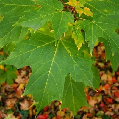 Клен сахарный  Клен сахарный в Владивостоке