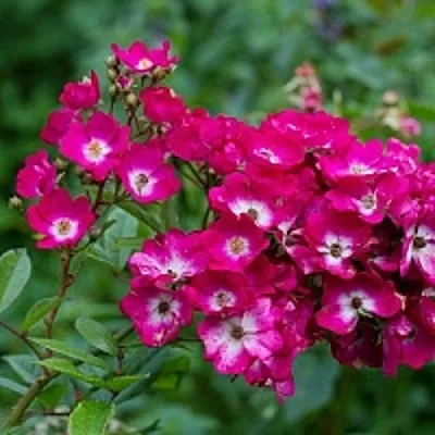 Саженцы роз МАРДЖОРИ ФЕЙР полиантовая  Саженцы роз МАРДЖОРИ ФЕЙР полиантовая в Владивостоке