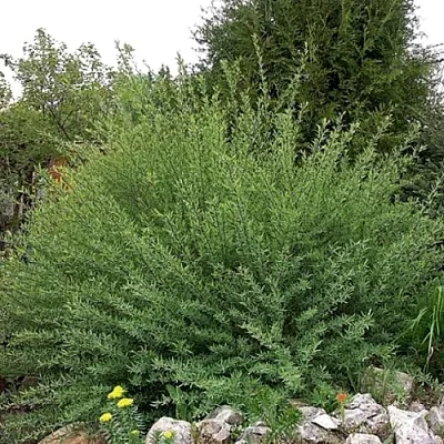 Ива НАНА  пурпурная   Ива НАНА  пурпурная  в Владивостоке