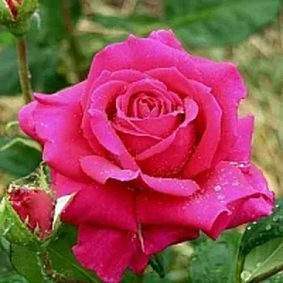 Саженцы роз ШАКИРА чайно-гибридная в Владивостоке