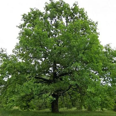 Дуб черешчатый   Дуб черешчатый  в Владивостоке