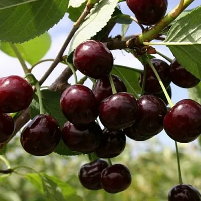 Вишня СВЕРДЛОВЧАНКА степная  Вишня СВЕРДЛОВЧАНКА степная в Владивостоке