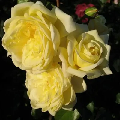 Саженцы роз КАЗИНО плетистая  Саженцы роз КАЗИНО плетистая в Владивостоке