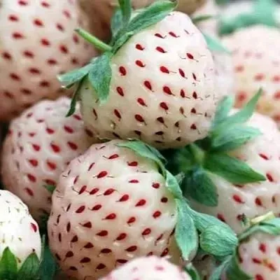 Клубника АНАНАСА ремонтантная  Клубника АНАНАСА ремонтантная в Владивостоке