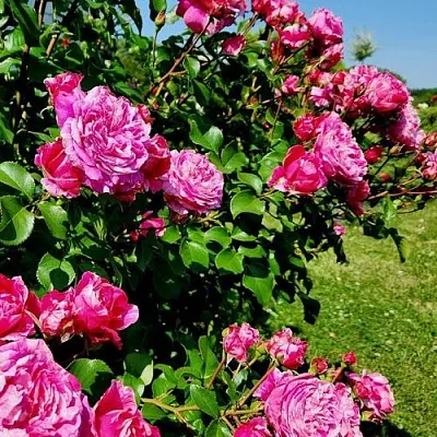 Саженцы роз ИНЕС САСТР плетистая  Саженцы роз ИНЕС САСТР плетистая в Владивостоке