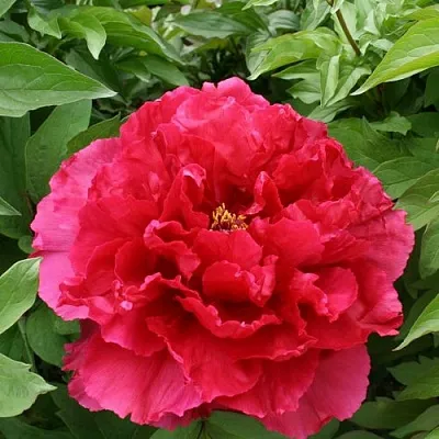 Пион АРОМАТНОЕ ВОСПОМИНАНИЕ древовидный в Владивостоке