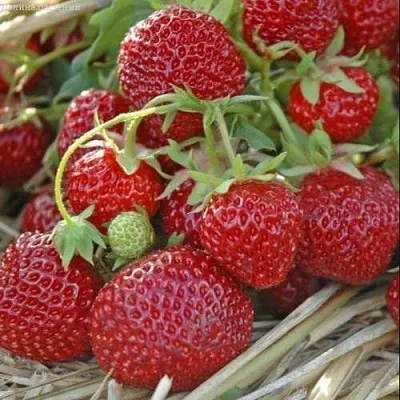 Клубника ЗЕНГА-ЗЕНГАНА  Клубника ЗЕНГА-ЗЕНГАНА в Владивостоке