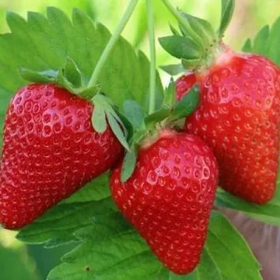 Клубника КЛОДИЯ  Клубника КЛОДИЯ в Владивостоке