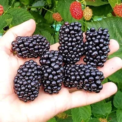 Ежевика ОУАЧИТА бесшипная — описание сорта Ежевика ОУАЧИТА бесшипная в Владивостоке