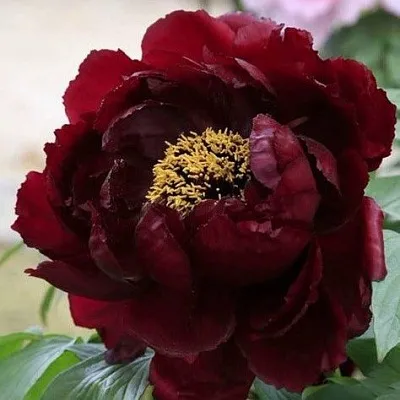 Пион ПОЛНОЧЬ древовидный в Владивостоке