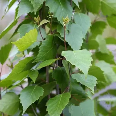 Береза ФАСТИГИАТА повислая   Береза ФАСТИГИАТА повислая  в Владивостоке