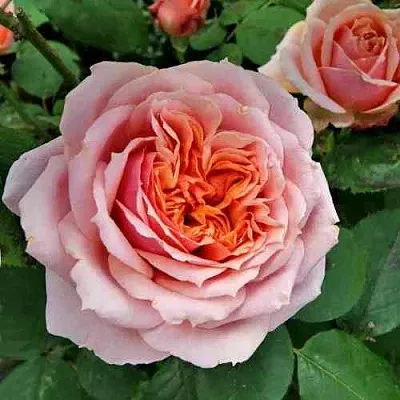 Саженцы роз ПОЛЬ БОКЮЗ шраб  Саженцы роз ПОЛЬ БОКЮЗ шраб в Владивостоке