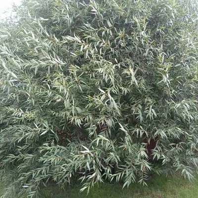 Ива СЕРЕБРИСТАЯ  Ива СЕРЕБРИСТАЯ в Владивостоке