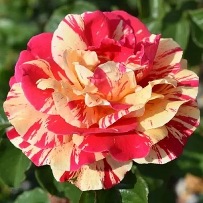 Саженцы роз ВАНИЛЛА ФРАЙЗ плетистая  Саженцы роз ВАНИЛЛА ФРАЙЗ плетистая в Владивостоке