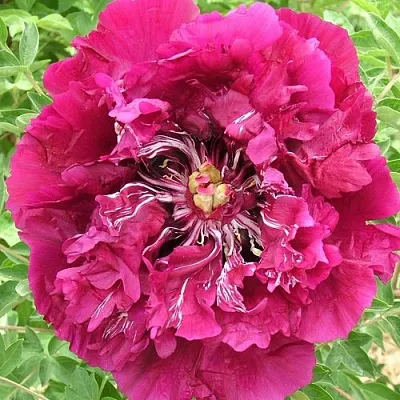 Пион ПУРПУРНЫЙ ОКЕАН древовидный в Владивостоке