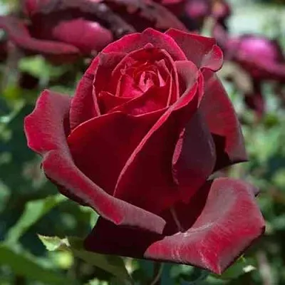 Саженцы роз ПАПА МЕЙЯН чайно-гибридная в Владивостоке