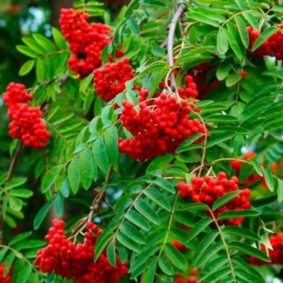 Рябина ПЛАКУЧАЯ сладкоплодная — описание сорта Рябина ПЛАКУЧАЯ сладкоплодная в Владивостоке