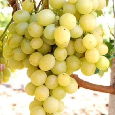 Виноград ТАЛИСМАН в Владивостоке
