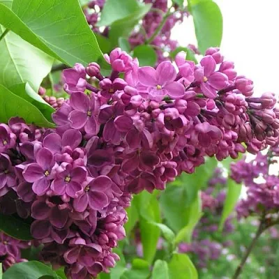 Сирень ДЕНЬ ПОБЕДЫ в Владивостоке