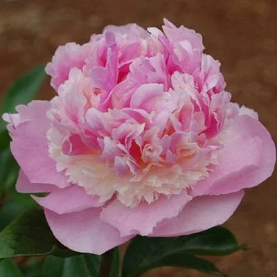 Пион ЭНДЖЕЛ ЧИКС травянистый  Пион ЭНДЖЕЛ ЧИКС травянистый в Владивостоке