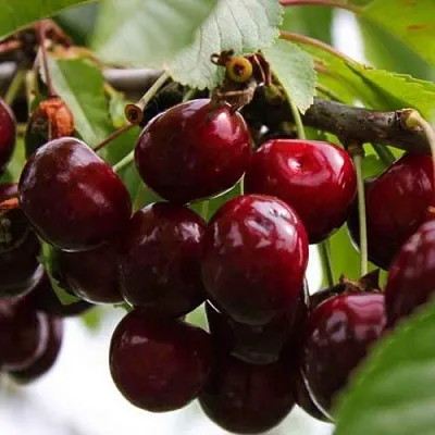 Вишня НОВОДВОРСКАЯ  Вишня НОВОДВОРСКАЯ в Владивостоке