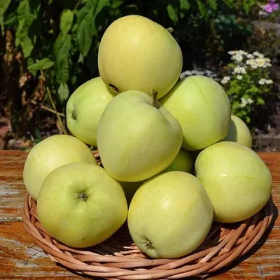 Яблоня ПАПИРОВКА  Яблоня ПАПИРОВКА в Владивостоке