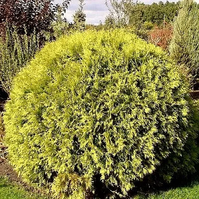 Туя ГЛОБОЗА АУРЕА западная  Туя ГЛОБОЗА АУРЕА западная в Владивостоке