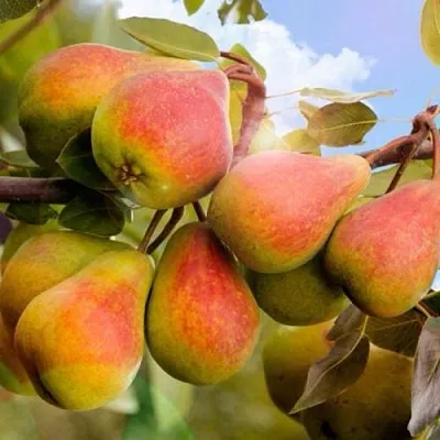 Груша ЗАБАВА  Груша ЗАБАВА в Владивостоке