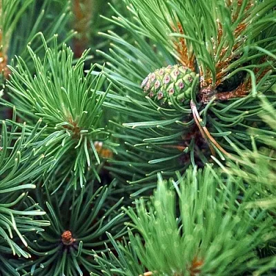 Сосна в Владивостоке