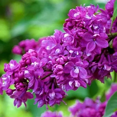 Сирень ОГНИ ДОНБАССА  Сирень ОГНИ ДОНБАССА в Владивостоке