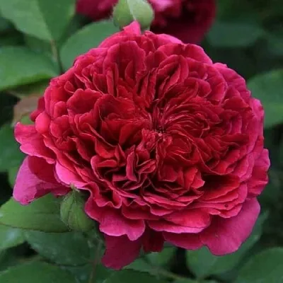 Саженцы роз ТЕСС ОФ ЗЕ ДЭРБЕРВИЛЛЬ английская  Саженцы роз ТЕСС ОФ ЗЕ ДЭРБЕРВИЛЛЬ английская в Владивостоке