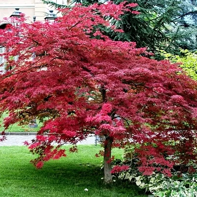 Клен пальмолистный  Клен пальмолистный в Владивостоке