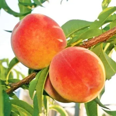 Персик ОНТАРИО — описание сорта Персик ОНТАРИО в Владивостоке