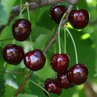 Черешня НАРОДНАЯ  Черешня НАРОДНАЯ в Владивостоке