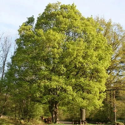 Клен полевой  Клен полевой в Владивостоке
