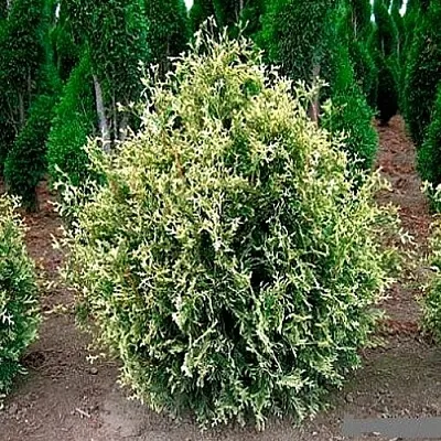 Туя ГОЛД ПЕРЛ западная  Туя ГОЛД ПЕРЛ западная в Владивостоке