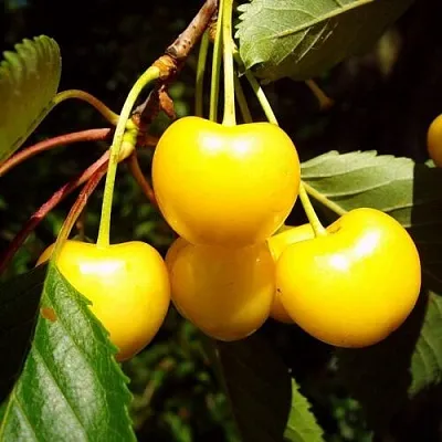 Черешня ЖУРБА  Черешня ЖУРБА в Владивостоке