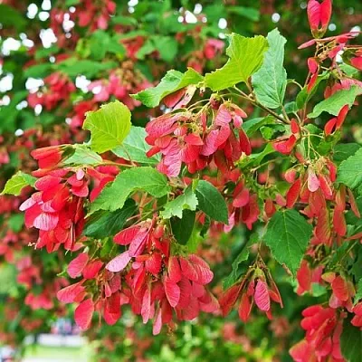 Клен татарский  Клен татарский в Владивостоке