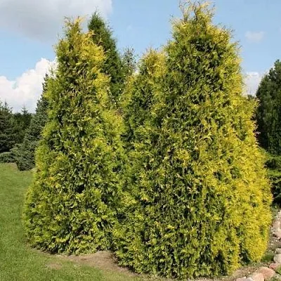 Туя АУРЕОСПИКАТА западная  Туя АУРЕОСПИКАТА западная в Владивостоке