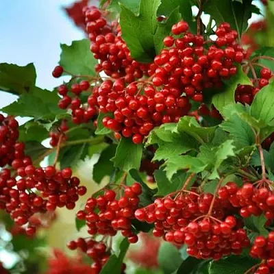 Калина ТАЕЖНЫЕ РУБИНЫ  Калина ТАЕЖНЫЕ РУБИНЫ в Владивостоке