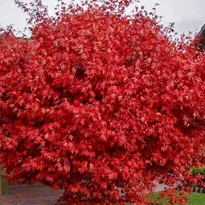 Клен гиннала   Клен гиннала  в Владивостоке