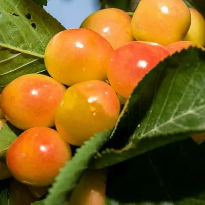 Дюк (черевишня) БЕЛОЧКА  Дюк (черевишня) БЕЛОЧКА в Владивостоке